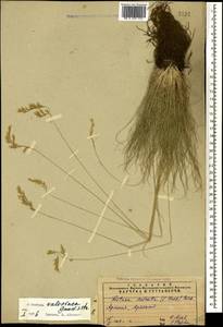 Festuca valesiaca Schleich. ex Gaudin, Caucasus, Armenia (K5) (Armenia)