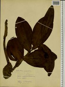 Galearis camtschatica (Cham.) X.H.Jin, Schuit. & W.T.Jin, Siberia, Russian Far East (S6) (Russia)