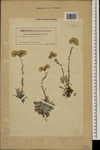 Antennaria caucasica Boriss., Caucasus, Georgia (K4) (Georgia)