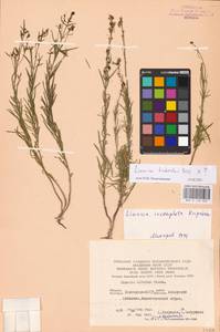 MHA 0 159 265, Linaria biebersteinii Besser, Eastern Europe, Eastern region (E10) (Russia)