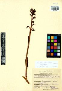 Neottia nidus-avis (L.) Rich., Siberia, Baikal & Transbaikal region (S4) (Russia)