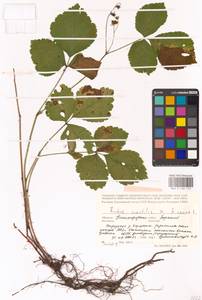 Rubus saxatilis × caesius, Eastern Europe, Volga-Kama region (E7) (Russia)