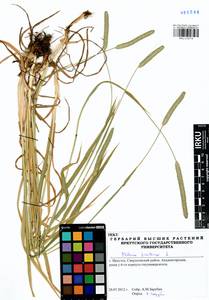Phleum pratense L., Siberia, Baikal & Transbaikal region (S4) (Russia)