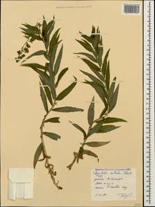 Digitalis ciliata Trautv., Caucasus, Stavropol Krai, Karachay-Cherkessia & Kabardino-Balkaria (K1b) (Russia)