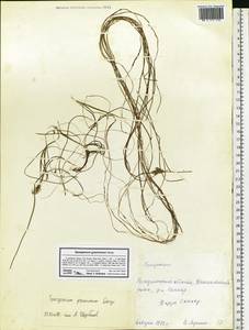 Sparganium gramineum Georgi, Eastern Europe, Central region (E4) (Russia)