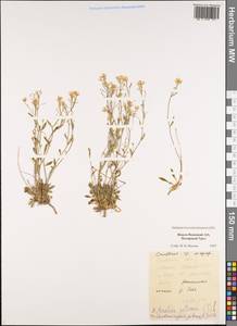 Arabidopsis lyrata subsp. petraea (L.) O'Kane & Al-Shehbaz, Siberia, Western Siberia (S1) (Russia)