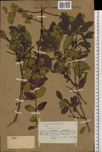 Lonicera caerulea subsp. edulis (Turcz. ex Herder) Hultén, Siberia, Yakutia (S5) (Russia)