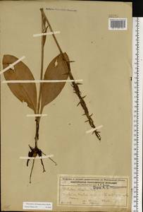 Platanthera chlorantha (Custer) Rchb., Eastern Europe, Volga-Kama region (E7) (Russia)