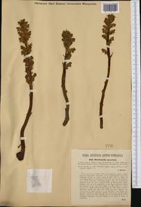 Orobanche rubi Duby, Western Europe (EUR) (Austria)