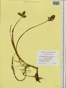 Menyanthes trifoliata L., Siberia, Western Siberia (S1) (Russia)