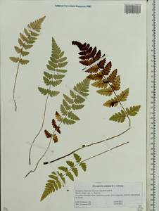 Dryopteris cristata (L.) A. Gray, Eastern Europe, Belarus (E3a) (Belarus)