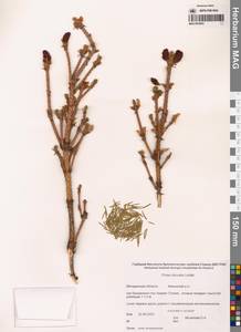 Picea obovata Ledeb., Siberia, Chukotka & Kamchatka (S7) (Russia)