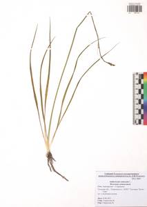 Anthericum ramosum L., Eastern Europe, Central region (E4) (Russia)