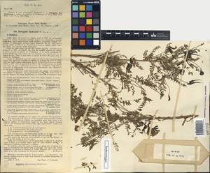 Astragalus neolipskyanus Popov, Middle Asia, Western Tian Shan & Karatau (M3) (Kyrgyzstan)