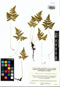 Gymnocarpium jessoense, Siberia, Baikal & Transbaikal region (S4) (Russia)