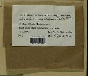 Ctenidium molluscum (Hedw.) Mitt., Bryophytes, Bryophytes - Western Europe (BEu) (Sweden)