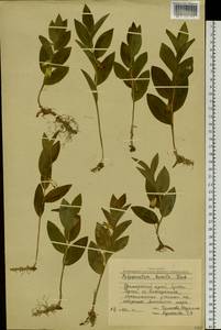 Polygonatum humile Fisch. ex Maxim., Siberia, Russian Far East (S6) (Russia)