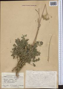 Seseli mucronatum (Schrenk) Pimenov & Sdobnina, Middle Asia, Northern & Central Tian Shan (M4) (Kyrgyzstan)