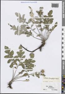 Psephellus leucophyllus (M.Bieb.) C.A.Mey., Caucasus, Stavropol Krai, Karachay-Cherkessia & Kabardino-Balkaria (K1b) (Russia)