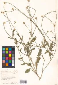 Hirschfeldia incana (L.) Lagr.-Foss., Eastern Europe, Moscow region (E4a) (Russia)