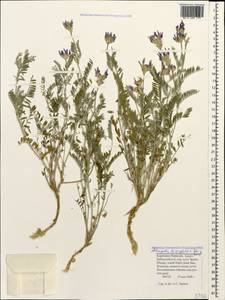 Astragalus lasioglottis Bieb., Caucasus, Stavropol Krai, Karachay-Cherkessia & Kabardino-Balkaria (K1b) (Russia)