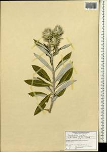 Macledium zeyheri (Sond.) S.Ortiz, Africa (AFR) (South Africa)
