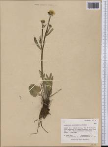 Ranunculus cardiophyllus Hook., America (AMER) (United States)