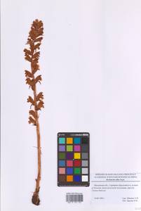 Orobanche alba Steph. ex Willd., Eastern Europe, Moscow region (E4a) (Russia)