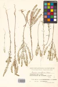 Lepidium densiflorum Schrad., Siberia, Russian Far East (S6) (Russia)