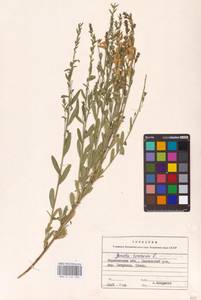 Genista tinctoria L., Eastern Europe, Central forest-and-steppe region (E6) (Russia)