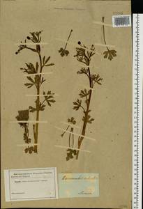 Ranunculus sceleratus L., Eastern Europe, Central forest region (E5) (Russia)