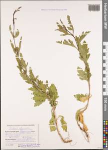 Verbena officinalis L., Caucasus, Black Sea Shore (from Novorossiysk to Adler) (K3) (Russia)