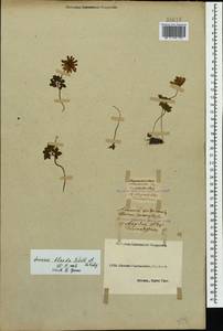 Anemone blanda Schott & Kotschy, Caucasus, Black Sea Shore (from Novorossiysk to Adler) (K3) (Russia)