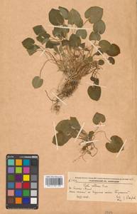 Viola collina Besser, Siberia, Russian Far East (S6) (Russia)