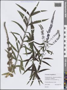 Veronica longifolia L., Siberia, Western Siberia (S1) (Russia)