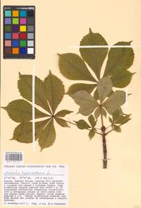 Aesculus hippocastanum L., Eastern Europe, Moscow region (E4a) (Russia)