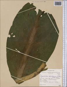 Lysichiton americanus Hultén & H.St.John, America (AMER) (United States)