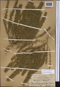 Dysphania botrys (L.) Mosyakin & Clemants, Middle Asia, Western Tian Shan & Karatau (M3) (Kazakhstan)