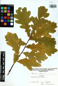 Quercus robur L., Siberia, Baikal & Transbaikal region (S4) (Russia)