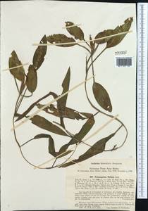 Potamogeton nodosus Poir., Middle Asia, Western Tian Shan & Karatau (M3) (Uzbekistan)