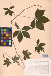 Parthenocissus quinquefolia (L.) Planch., Eastern Europe, Central forest-and-steppe region (E6) (Russia)