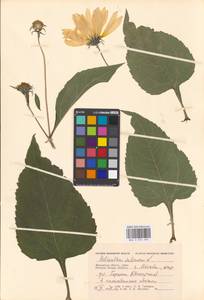 Helianthus tuberosus L., Eastern Europe, Moscow region (E4a) (Russia)