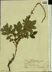 Agrimonia eupatoria L., Eastern Europe, West Ukrainian region (E13) (Ukraine)