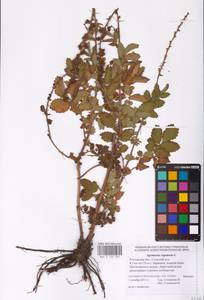 Agrimonia eupatoria L., Eastern Europe, Rostov Oblast (E12a) (Russia)