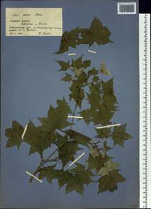 Acer pictum subsp. mono (Maxim.) H. Ohashi, Siberia, Russian Far East (S6) (Russia)