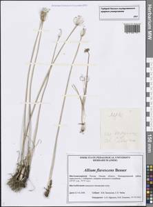 Allium flavescens Besser, Siberia, Western Siberia (S1) (Russia)