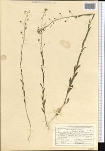 Camelina microcarpa Andrz. ex DC., Middle Asia, Northern & Central Tian Shan (M4) (Kyrgyzstan)