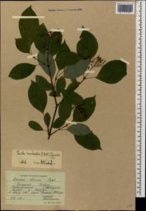 Cornus sanguinea subsp. australis (C.A.Mey.) Jáv., Caucasus, Stavropol Krai, Karachay-Cherkessia & Kabardino-Balkaria (K1b) (Russia)