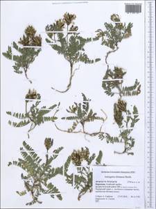 Astragalus tibetanus Benth. ex Bunge, Middle Asia, Pamir & Pamiro-Alai (M2) (Kyrgyzstan)