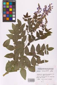 Galega orientalis Lam., Eastern Europe, Lower Volga region (E9) (Russia)